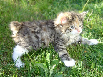 Photo d'un chaton de race Kurilian Bobtail Photo d'un chaton de race Kurilian Bobtail