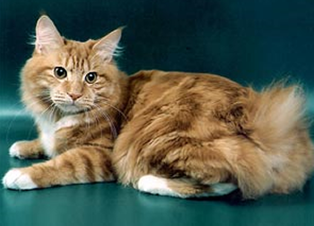 Le Bobtail des Kouriles Le Bobtail des Kouriles