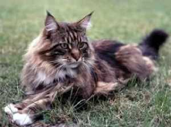 La Maison des Bipèdes Maine-coon