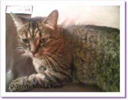Razmotte, chatte tigrée à adopter