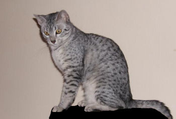 Le Mau égyptien est l'une des plus anciennes races de chat