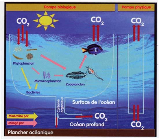 Pompe biologique et physique des océans (source « La chimie et la mer », Editions EDP Sciences 2009)