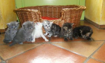 Photo de chatons persan