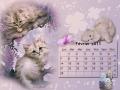 Calendriers chats fond d'écran - Février 2011