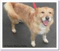 Gypsie, crois&eacute;e berger &agrave; adopter