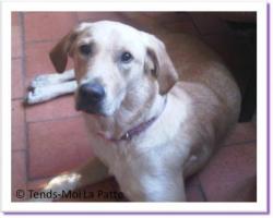 Elyss, labrador &agrave; adopter