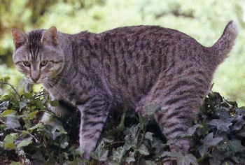 Le Pixie-bob ressemble étrangement au lynx Le Pixie-bob ressemble étrangement au lynx
