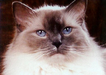 Moitié Birman, moitié persan voici le Ragdoll Moitié Birman, moitié persan voici le Ragdoll