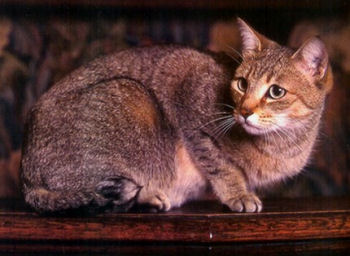 Le Pixie-bob est l'un des rares chat à aimer l'eau Le Pixie-bob est l'un des rares chat à aimer l'eau