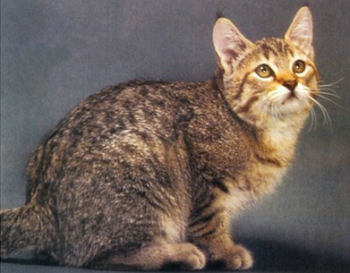 Le Pixie-bob est un chat tendre et affectueux Le Pixie-bob est un chat tendre et affectueux