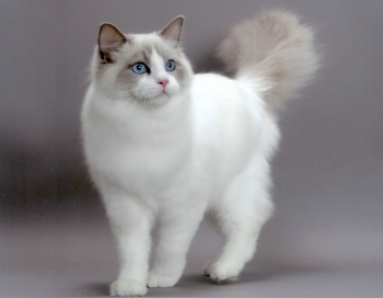 Le Ragdoll Le Ragdoll