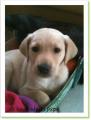 Mozart chien &agrave; adopter paris