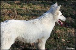Fahro
