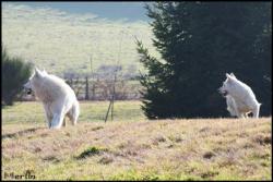Drak et Idaho, synchro