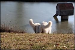 A l'eau !