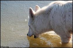Idaho qui croque la glace