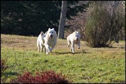 Les 3 loulous