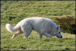 Drak le gros loup