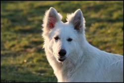 Portrait de Fahro