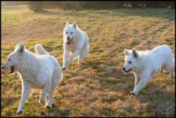 Les trois loups