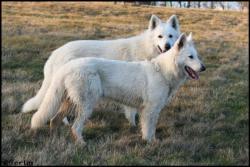 Drak et Idaho