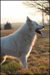 Drakkar