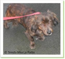 Sam, crois&eacute; teckel &agrave; adopter