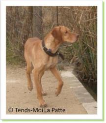 Pattex, braque à adopter