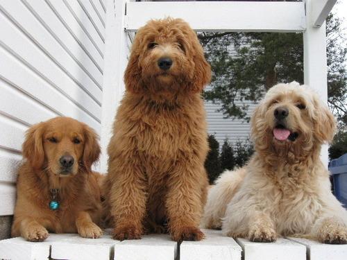 passion goldendoodle