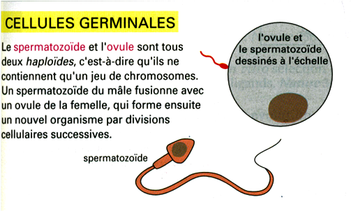 Cellules Germinales; Cellule Germinale; Cellules De La Lignee Germinale ...