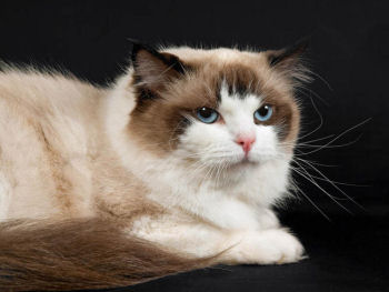 Le ragdoll est un chat à poil mi-long Le ragdoll est un chat à poil mi-long