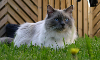 Portrait du ragdoll Portrait du ragdoll