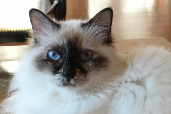 Le sacré de Birmanie Le sacré de Birmanie