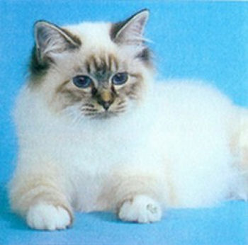 Un chaton birman Un chaton birman