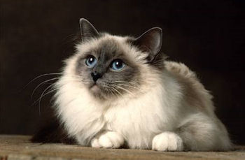 Le chat sacré de Birmanie Le chat sacré de Birmanie