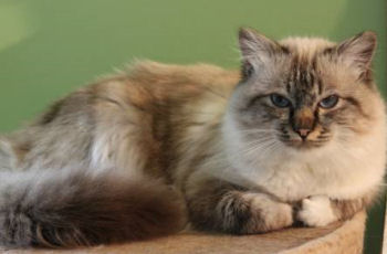 Le sacré de Birmanie ou Birman Le sacré de Birmanie ou Birman