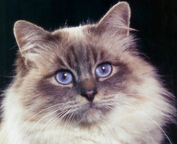 Gros plan du sacré de Birmanie Gros plan du sacré de Birmanie