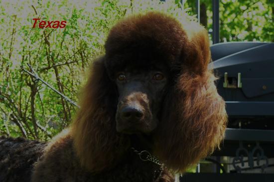 Caniche Royal Related Keywords - Caniche Royal Long Tail Caniche Royal Related Keywords - Caniche Royal Long Tail