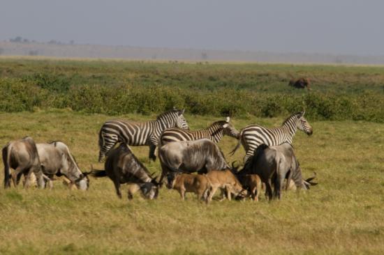 site de rencontre pour zebre