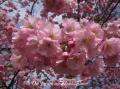 Prunus Accolade