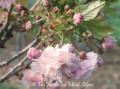 Prunus Daikoku
