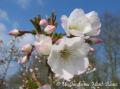Prunus The Bride