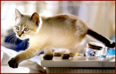 Le chat Le chat