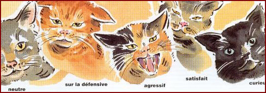 Les différentes expressions des oreilles du chat Les différentes expressions des oreilles du chat