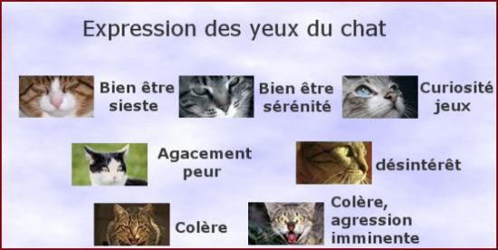 Les différentes expressions des yeux du chat Les différentes expressions des yeux du chat
