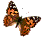 gif-papillon-14.gif