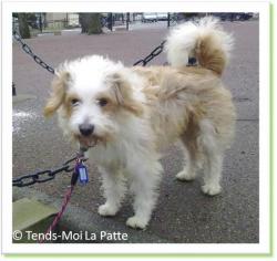 Pimpim, crois&eacute; griffon &agrave; adopter