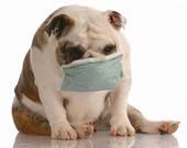 Articles d'hygiène pour chiens - gncgarden