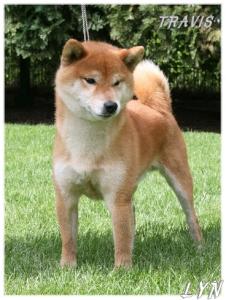 shiba inu travviis