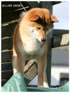 shiba inu kimiko